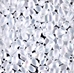 LDP-131FR:  HALF PACK Miyuki 3x5.5mm Long Drop Bead Matte Transparent Crystal AB approx 125 grams - LDP-131FR_1/2pk